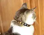 Cat Training Courses